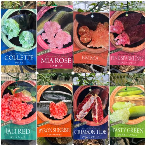 Amazon.co.jp: 果樹苗 柑橘類 苗木 フィンガーライム 選べる8品種 4.5